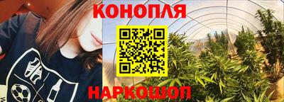крисы Новодвинск