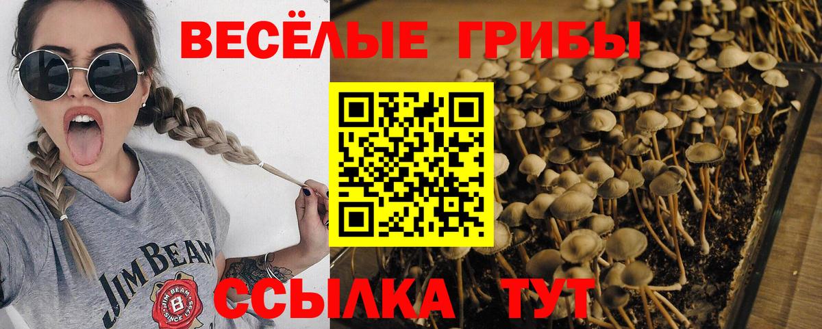 Славгород  Псилоцибиновые грибы Magic Shrooms  Вход с VPN 